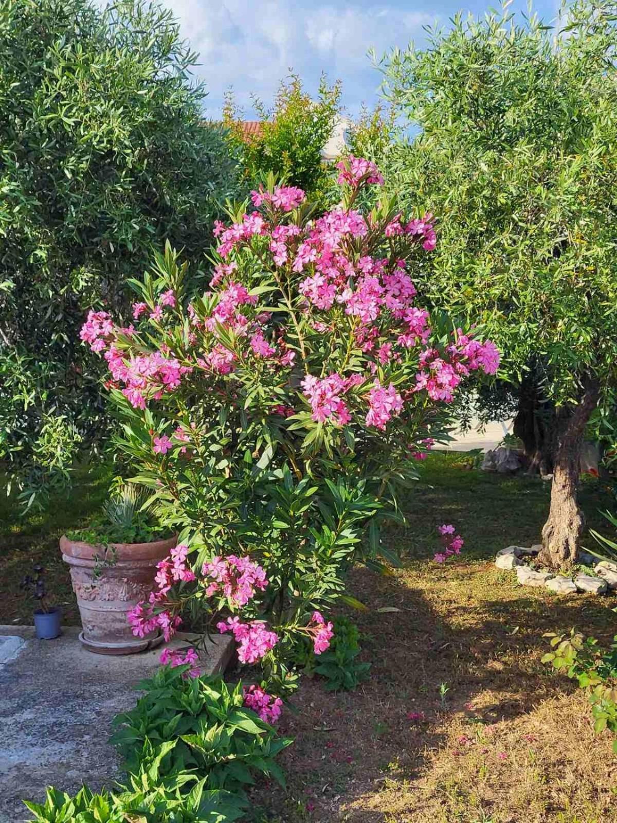 Appartamento Olive Grove Vodice Esterno foto